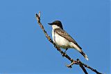 Eastern Kingbirdborder=